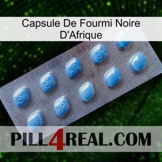 Africa Black Ant Capsule viagra3